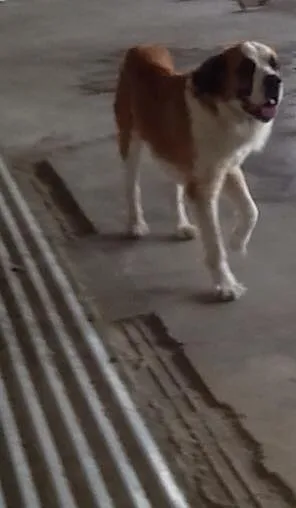 Cachorro ra a São Bernardo idade 4 anos nome Ursula