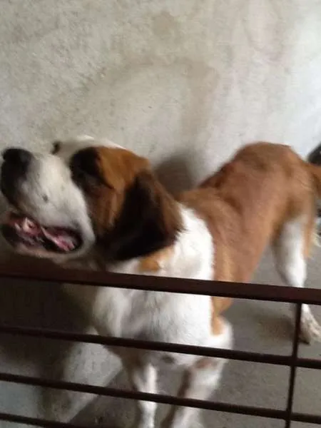 Cachorro ra a São Bernardo idade 4 anos nome Ursula