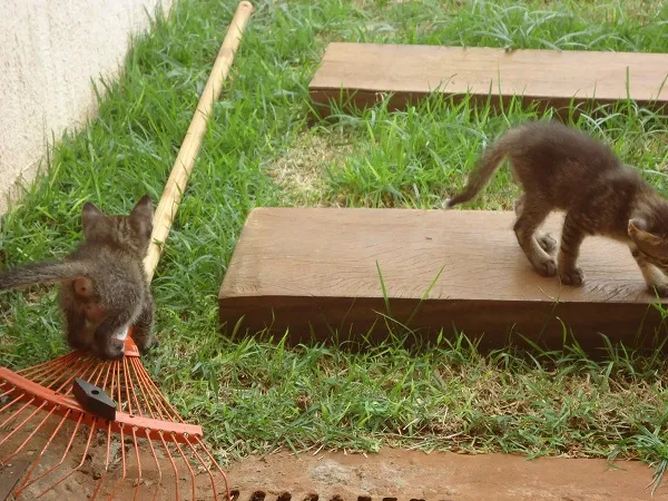 Gato ra a SRD idade 2 a 6 meses nome Filhotes