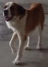 Cachorro ra a São Bernardo idade 4 anos nome Ursula