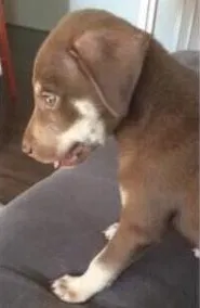 Cachorro ra a  Srd idade 2 a 6 meses nome Filhotinha