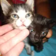 gatinhas