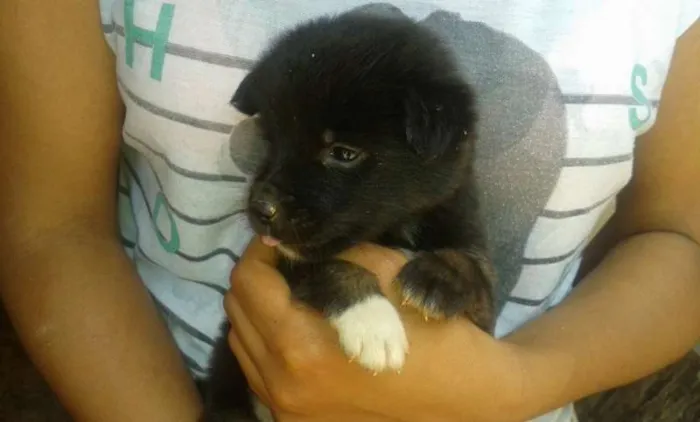 Cachorro ra a indefinida idade 2 a 6 meses nome Filhote