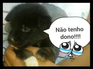 Cachorro raça indefinida idade 2 a 6 meses nome Filhote