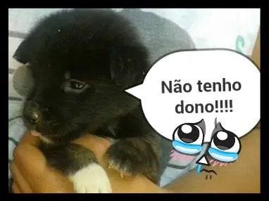 Cachorro ra a indefinida idade 2 a 6 meses nome Filhote