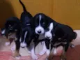 BEBES