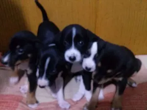 Cachorro raça SRD idade Abaixo de 2 meses nome BEBES