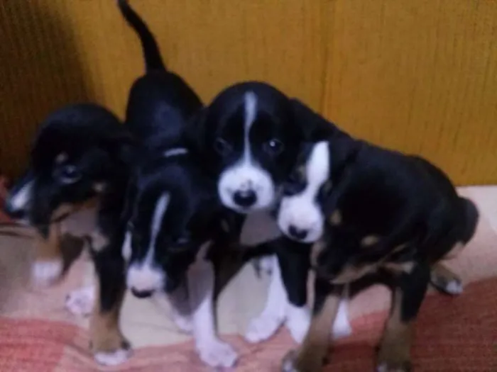 Cachorro ra a SRD idade Abaixo de 2 meses nome BEBES