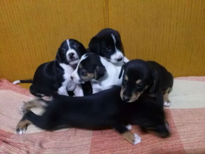 Cachorro ra a SRD idade Abaixo de 2 meses nome BEBES