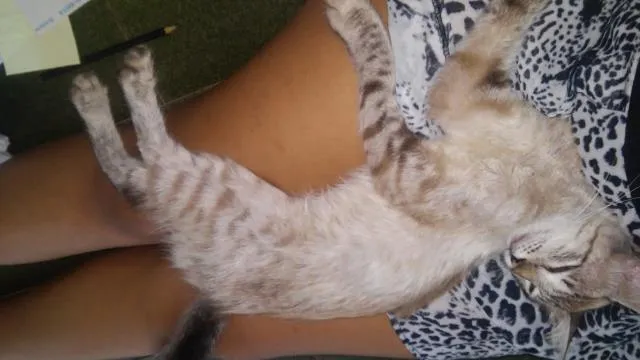 Gato ra a vira lata idade  nome paloma