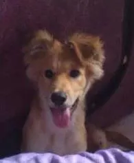Cachorro ra a  idade 2 a 6 meses nome Jhow