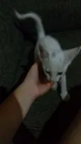 LINDA