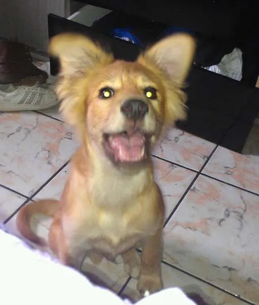 Cachorro ra a  idade 2 a 6 meses nome Jhow