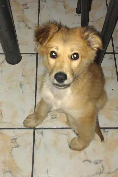 Cachorro ra a  idade 2 a 6 meses nome Jhow