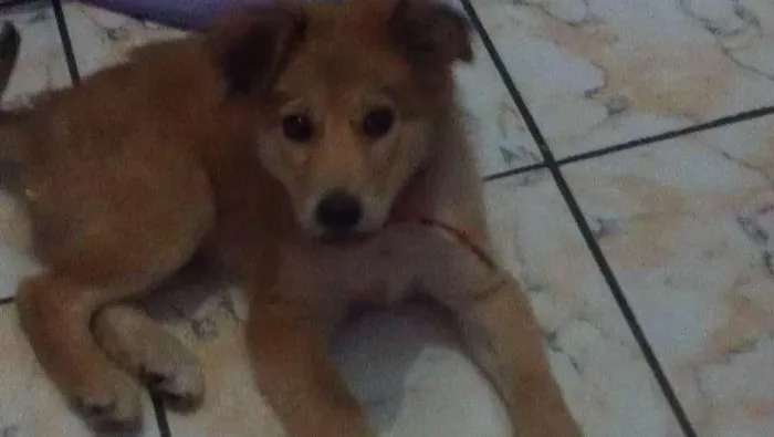 Cachorro ra a  idade 2 a 6 meses nome Jhow