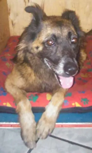 Cachorro raça SRD idade 6 ou mais anos nome sem nome