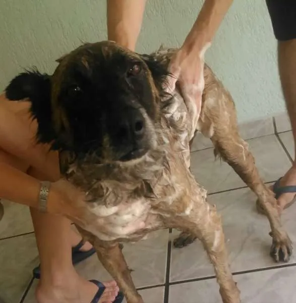 Cachorro ra a SRD idade 6 ou mais anos nome sem nome