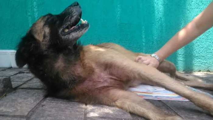 Cachorro ra a SRD idade 6 ou mais anos nome sem nome