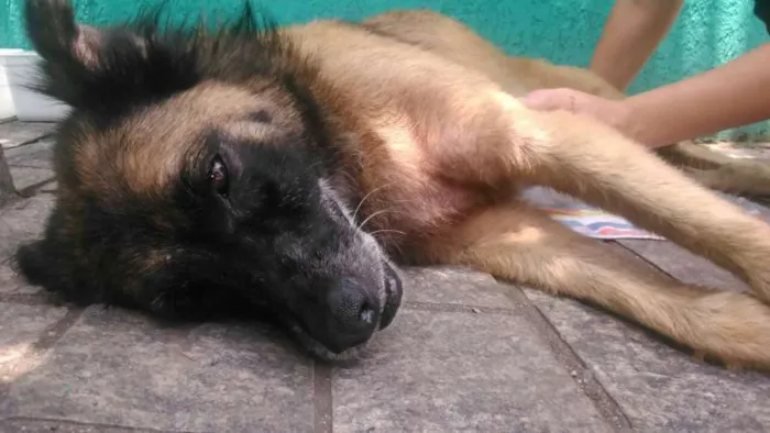 Cachorro ra a SRD idade 6 ou mais anos nome sem nome
