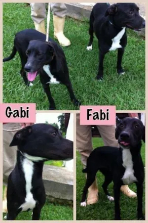 Cachorro raça srd idade 2 anos nome Fabi