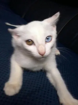 Gato raça  idade 2 a 6 meses nome gato