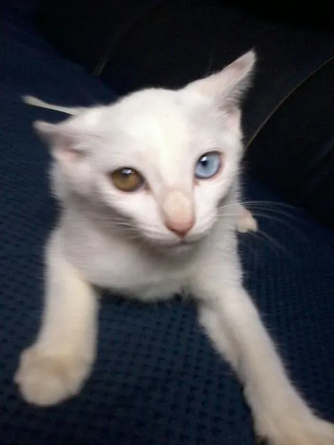 Gato ra a  idade 2 a 6 meses nome gato