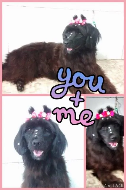 Cachorro ra a SRD idade 2 anos nome Léia