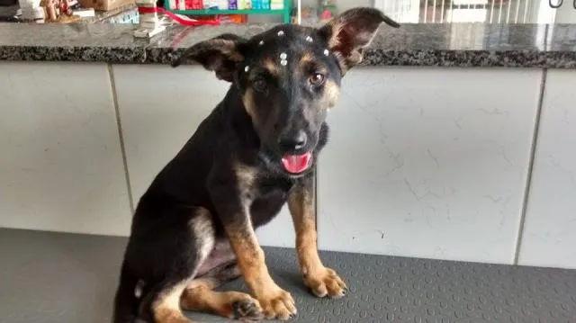 Cachorro ra a Srd idade 2 a 6 meses nome Naomi