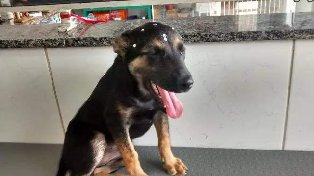 Cachorro ra a Srd idade 2 a 6 meses nome Naomi