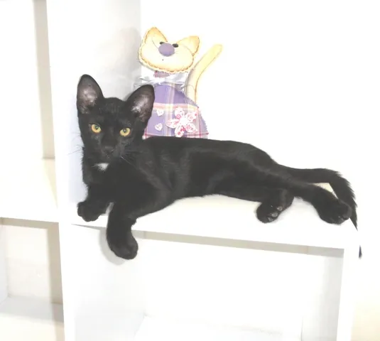Gato ra a SRD idade 2 a 6 meses nome Klaus