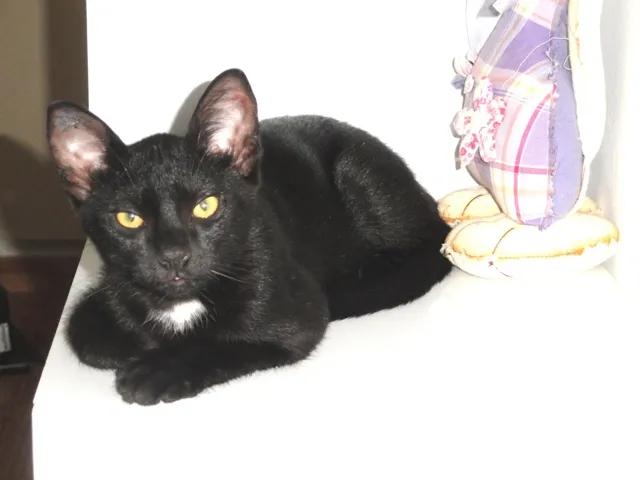 Gato ra a SRD idade 2 a 6 meses nome Klaus