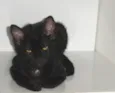 Klaus