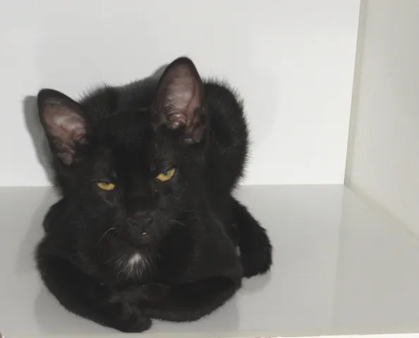 Gato ra a SRD idade 2 a 6 meses nome Klaus