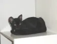 Klaus