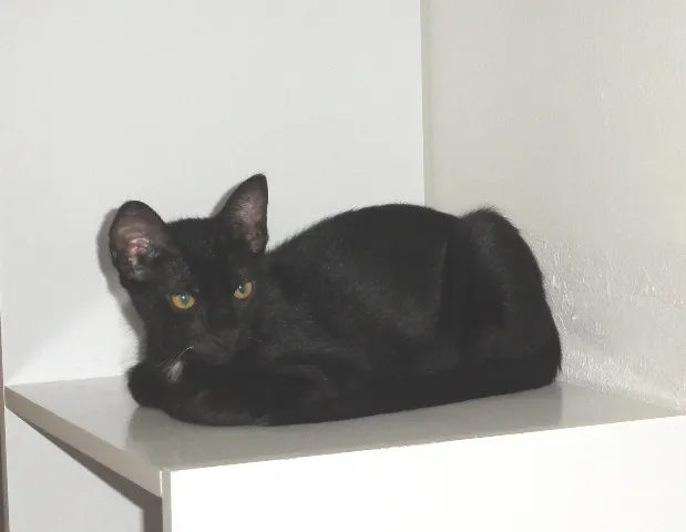 Gato ra a SRD idade 2 a 6 meses nome Klaus