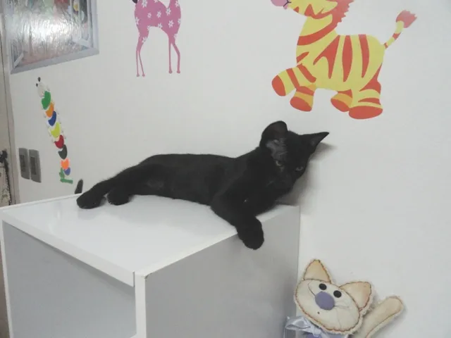 Gato ra a SRD idade 2 a 6 meses nome Petrus