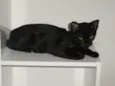 Petrus