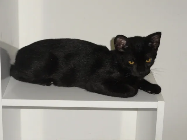 Gato ra a SRD idade 2 a 6 meses nome Petrus