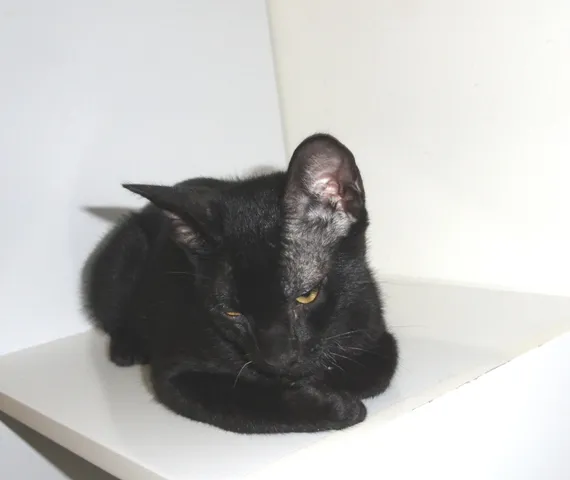 Gato ra a SRD idade 2 a 6 meses nome Petrus