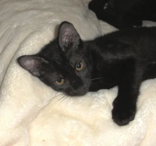 Gato ra a SRD idade 2 a 6 meses nome Petrus