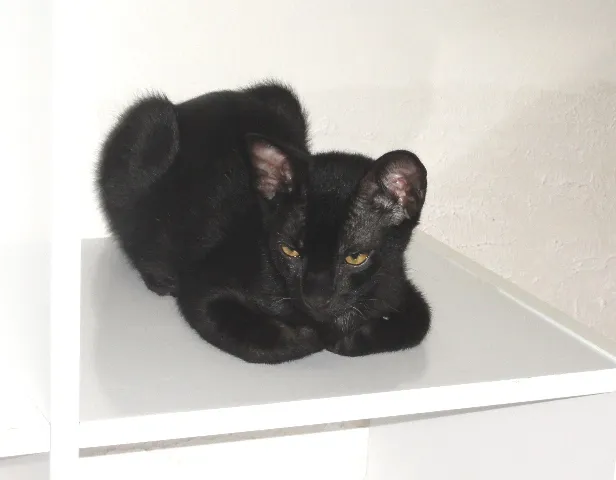 Gato ra a SRD idade 2 a 6 meses nome Petrus