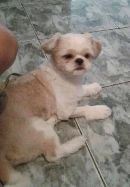 Cachorro ra a Shitzu idade 3 anos nome BOB