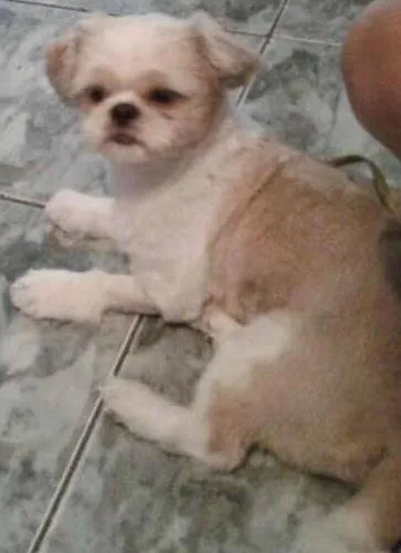 Cachorro ra a Shitzu idade 3 anos nome BOB