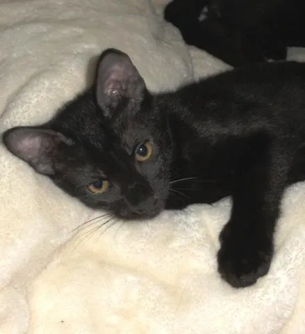 Gato ra a SRD idade 2 a 6 meses nome Petrus