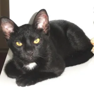 Gato raça SRD idade 2 a 6 meses nome Klaus