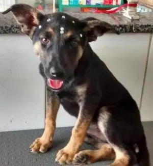 Cachorro raça Srd idade 2 a 6 meses nome Naomi