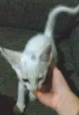 LINDA