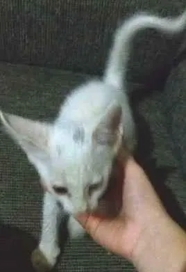 Gato raça NÃO SEI idade 2 a 6 meses nome LINDA
