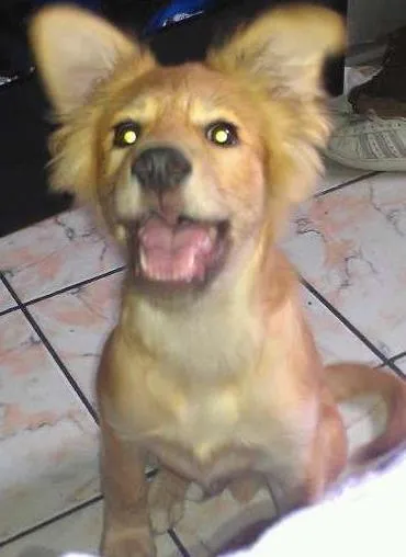 Cachorro ra a  idade 2 a 6 meses nome Jhow