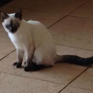 Gato raça srd idade 7 a 11 meses nome Pantufa